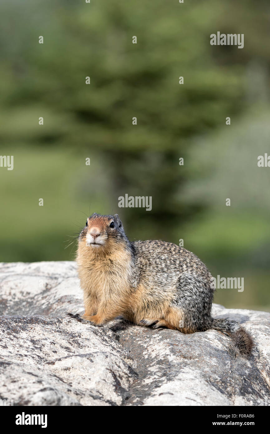 Columbian Ground Squirrel - Urocitellus columbianus Stock Photo - Alamy