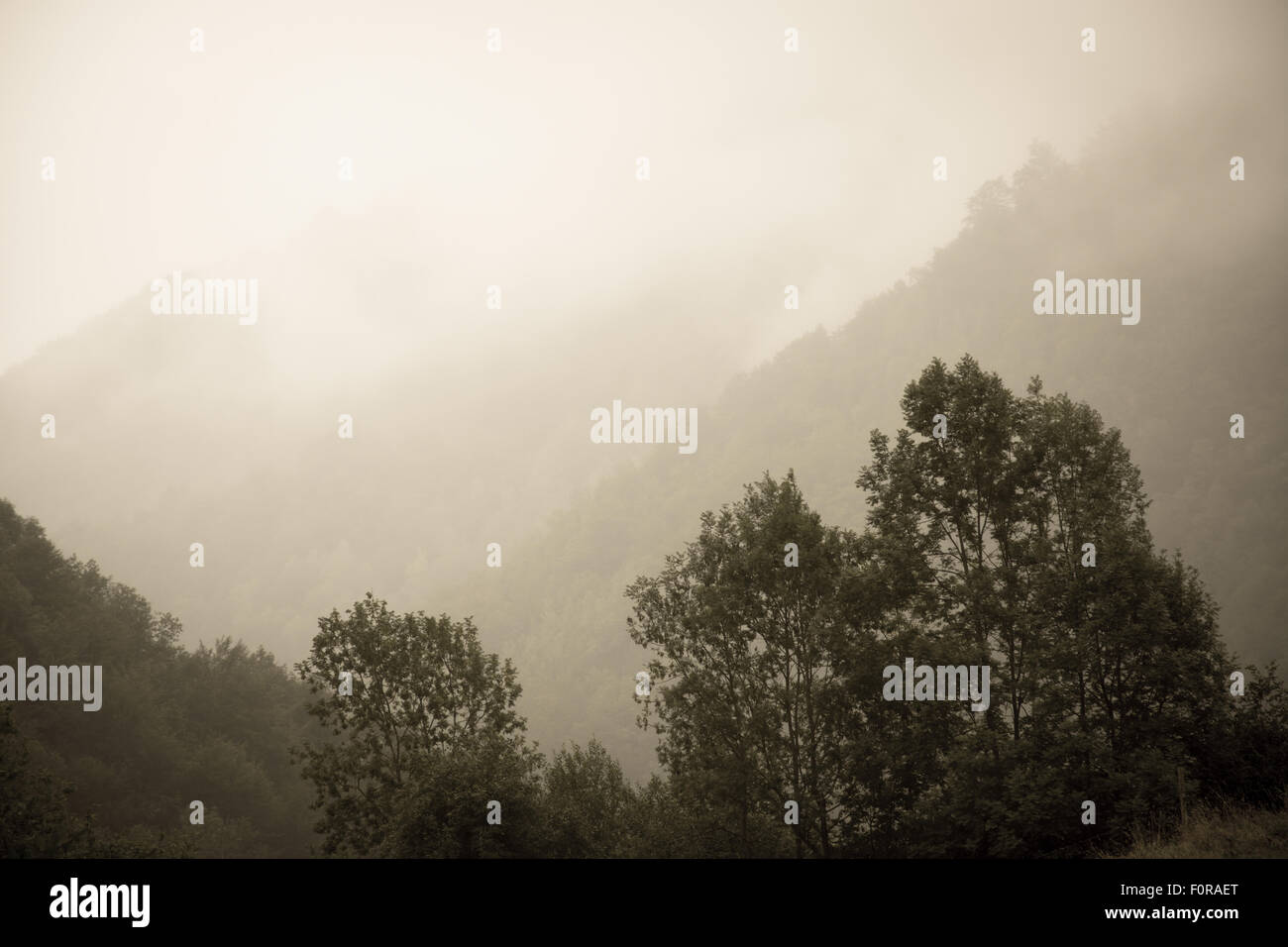 Background forest with fog Stock Photo - Alamy