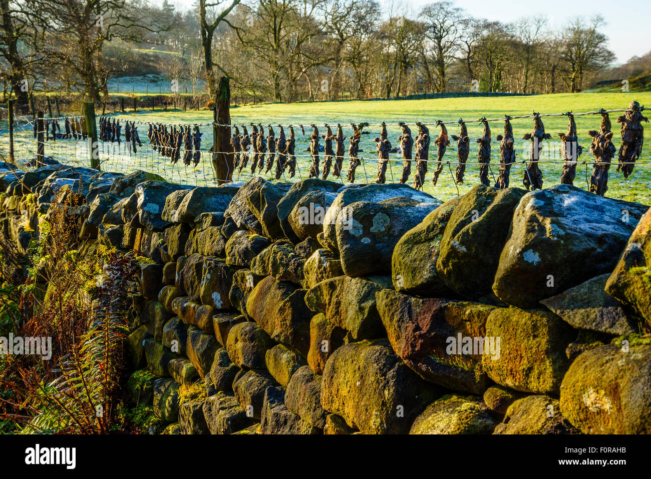 Dead moles strung on barbed wire in Wyresdale in the Forest of Bowland Area of Outstanding Natural Beauty Lancashire Stock Photo