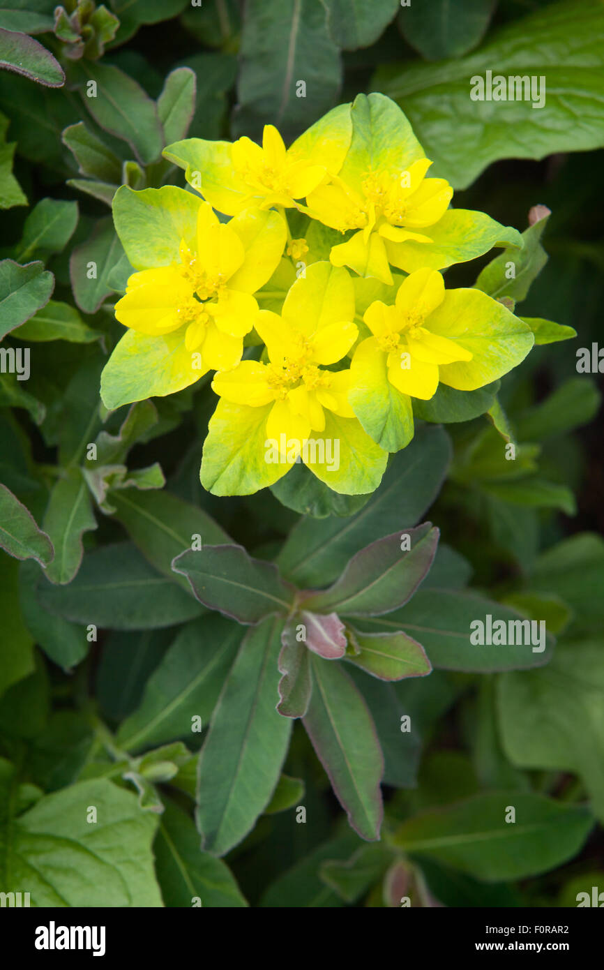 Euphorbia polychroma - many-coloured spurge. Goltho Gardens, Goltho, Lincolnshire, UK. Spring, May 2015. Stock Photo