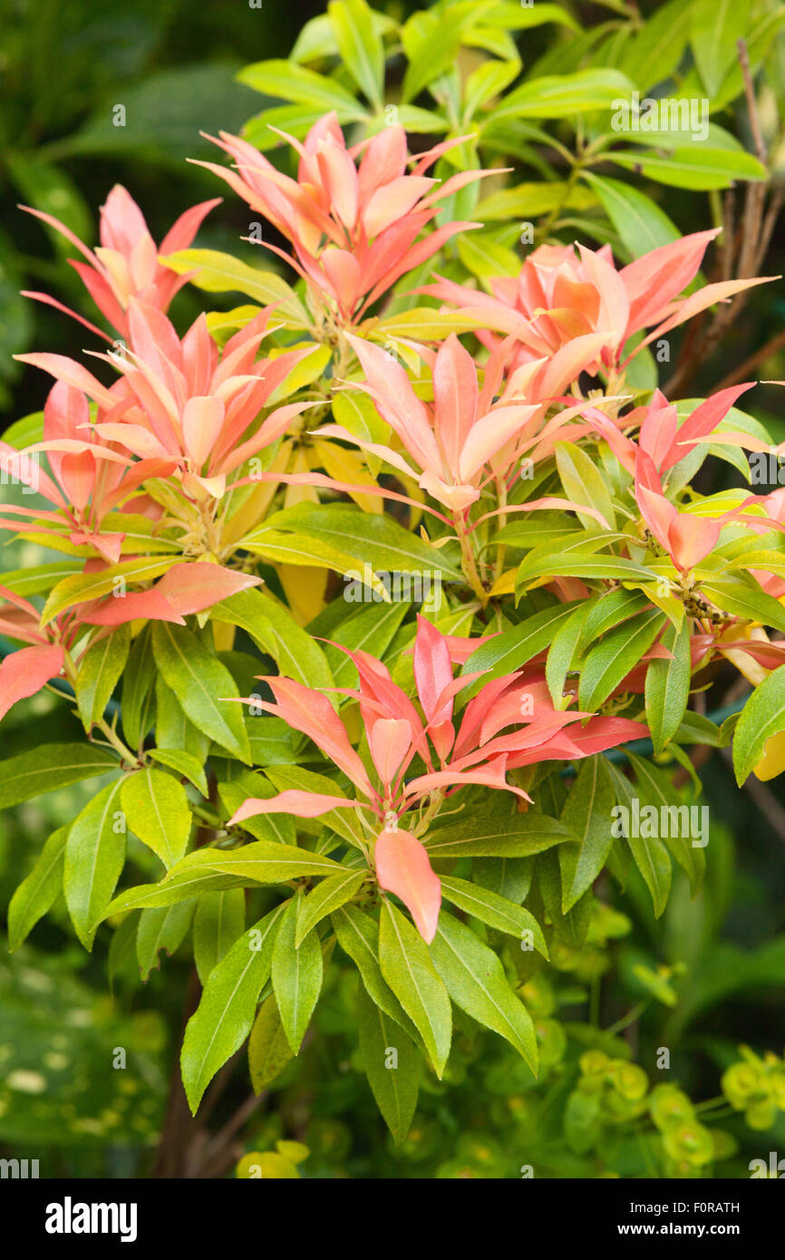 Pieris japonica. The Court, North Ferriby, Yorkshire, UK. Spring, May 2015. Stock Photo