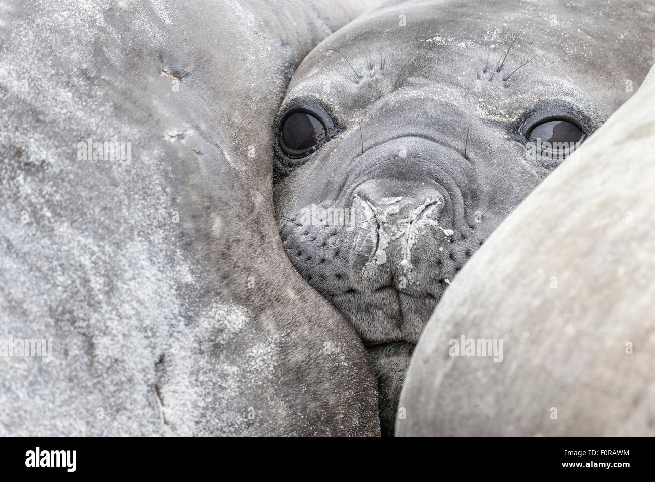 Southern Elephant Seal portrait Stock Photo