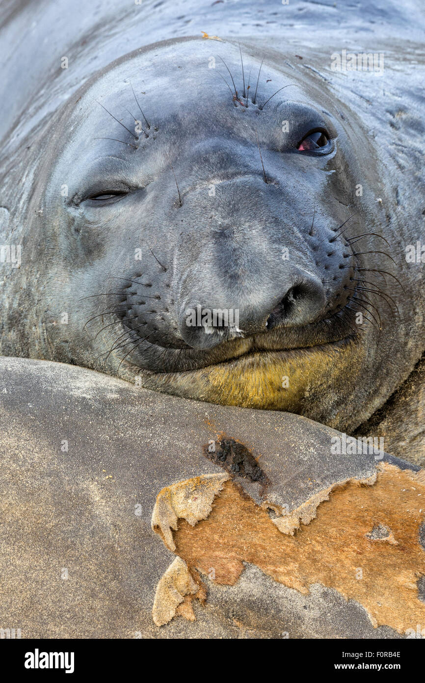 Southern Elephant Seal portrait Stock Photo