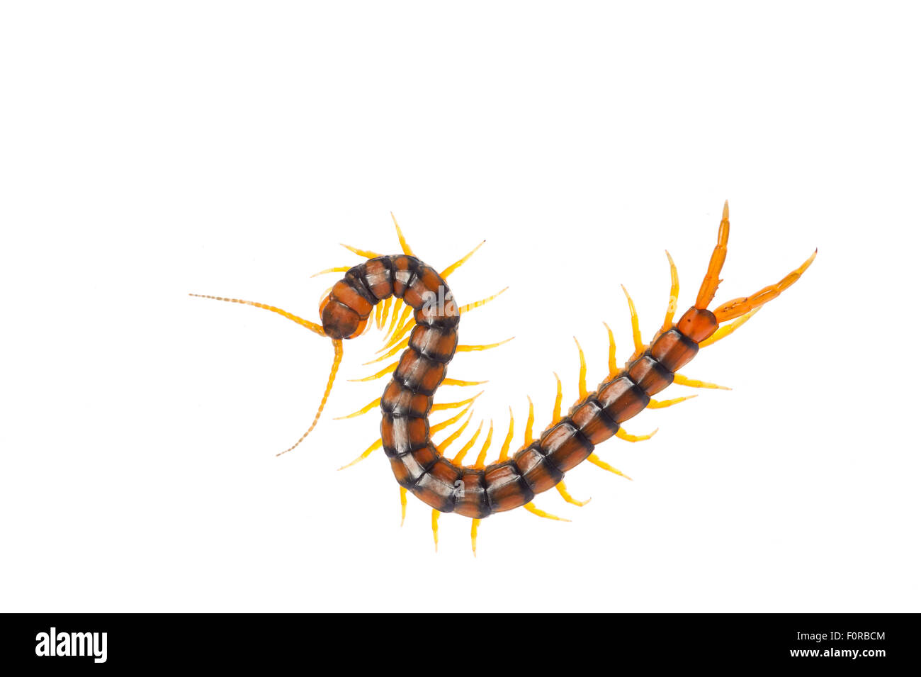 Centipede (Scolopendra cingulata) Huelva, Andalucia, Spain, May 2009 Stock Photo