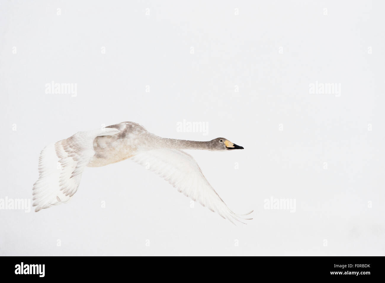 Whooper swan (Cygnus cygnus) immature adult in flight, Lake Tysslingen, Sweden, March 2009 Stock Photo