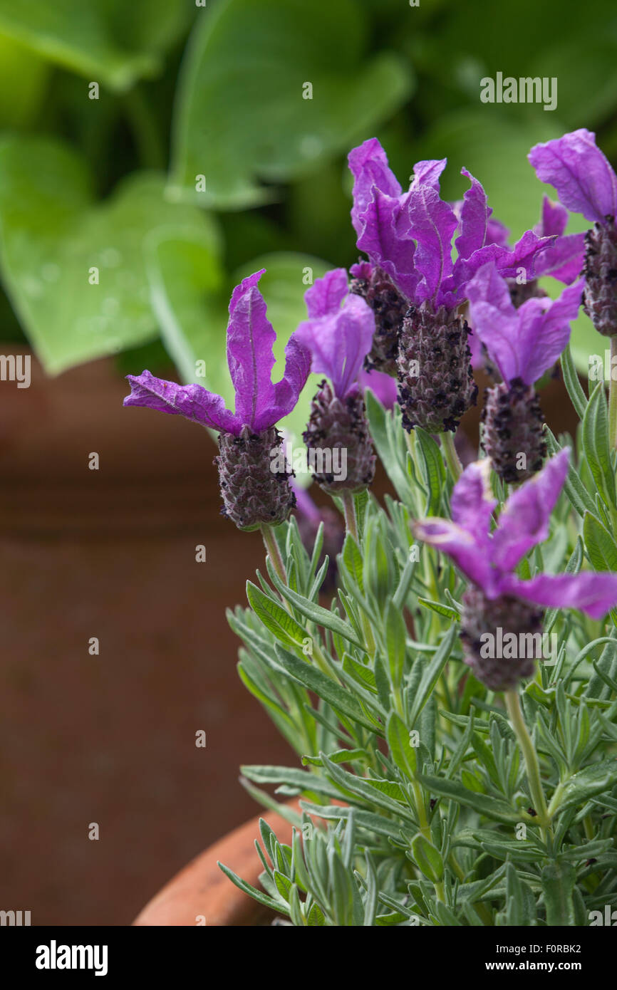 Lavandula stoechas - French lavender. Beacon Garth, Hessle, Yorkshire, UK. Spring, May 2015. Stock Photo