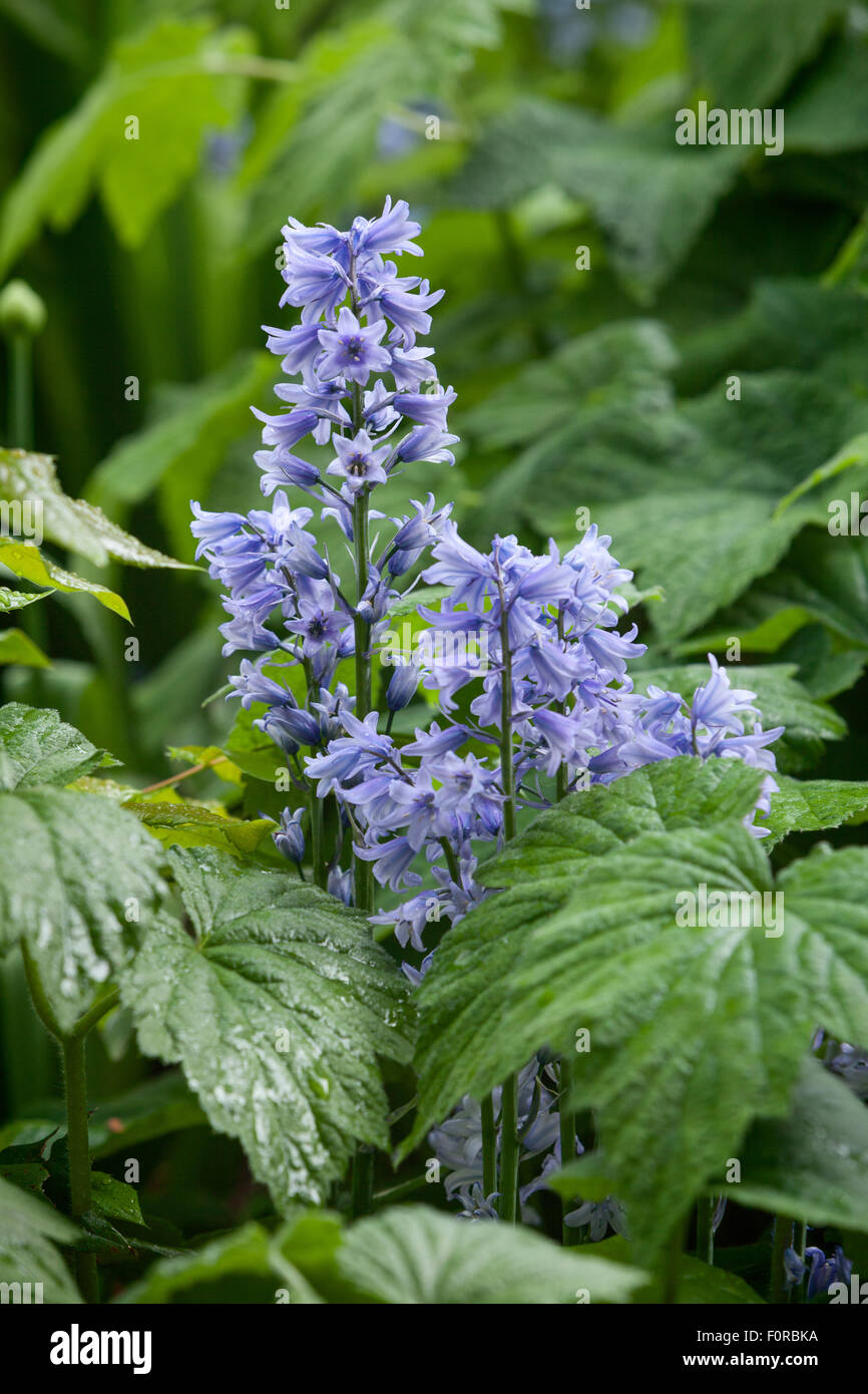 Hyacinthoides hispanica - Spanish bluebell. Beacon Garth, Hessle, Yorkshire, UK. Spring, May 2015. Stock Photo