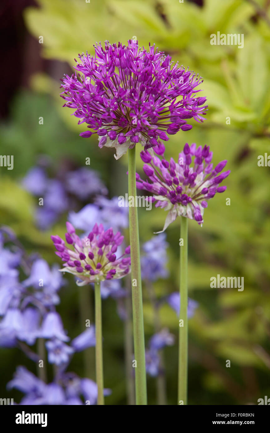 Allium. Beacon Garth, Hessle, Yorkshire, UK. Spring, May 2015. Stock Photo