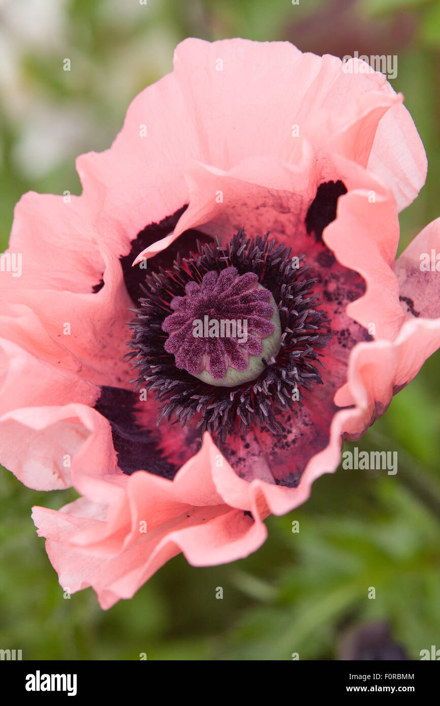 Papaver orientale - Oriental Poppy. The Court, North Ferriby, Yorkshire, UK. Spring, May 2015. Stock Photo