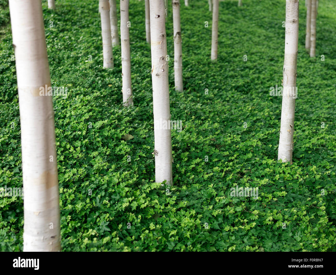 Close up shot of natural, green, woodland scene with a shallow depth of field. Stock Photo