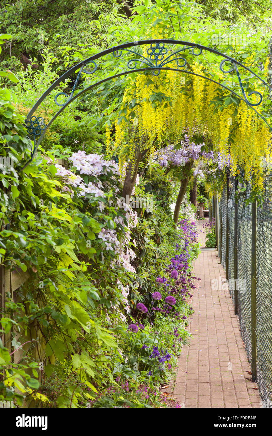 Laburnum and Wisteria Tunnel along the side of the tennis court. The Court, North Ferriby, Yorkshire, UK. Spring, May 2015. Stock Photo