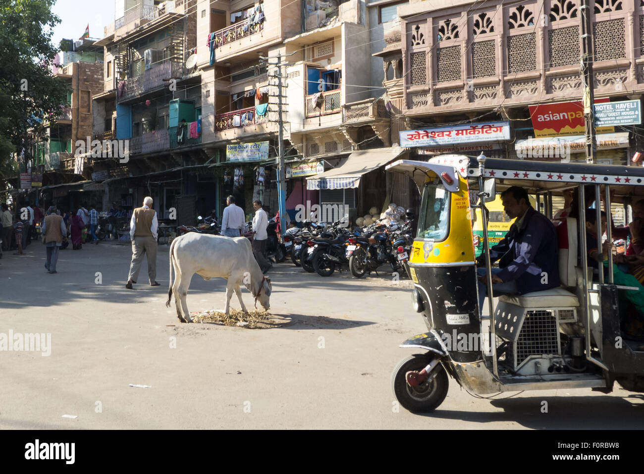 Jodhpur, India. Street scene with cow. Stock Photo