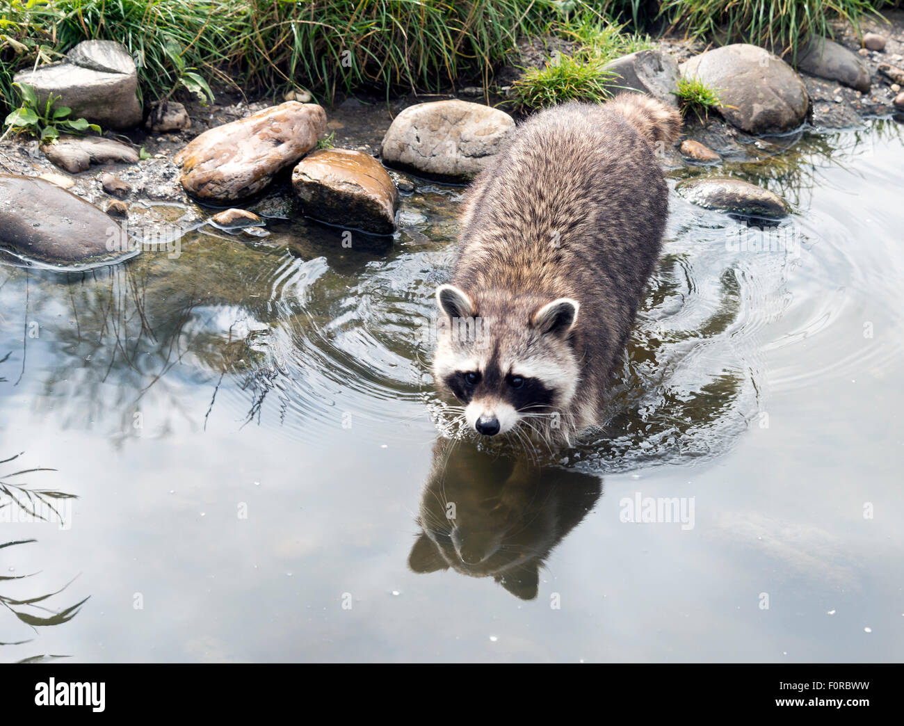 raccoon walking in the water with grass near the rocks Stock Photo - Alamy