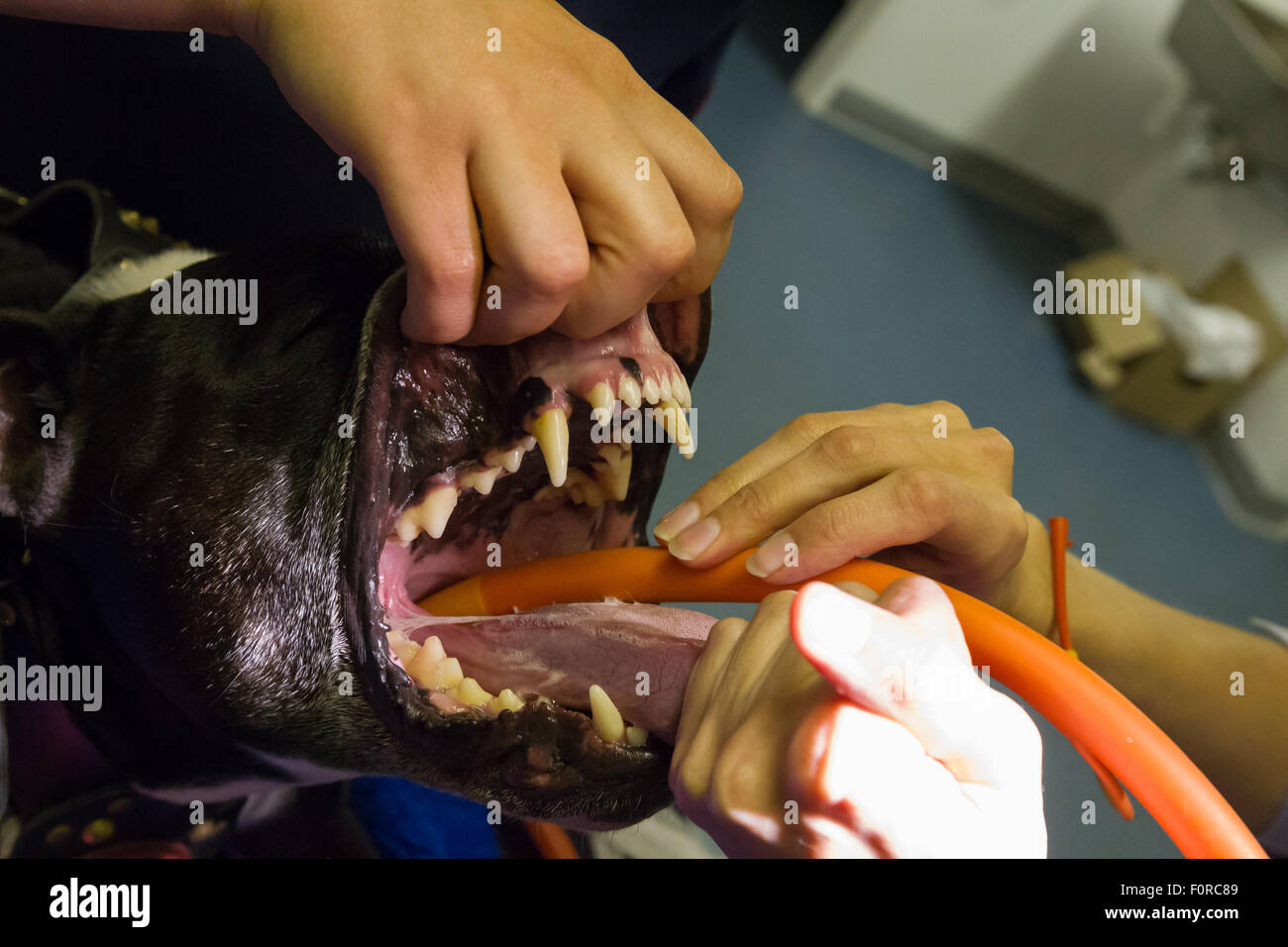 A Staffordshire Bull Terrier is intubated with an endotracheal tube prior to surgery Stock Photo