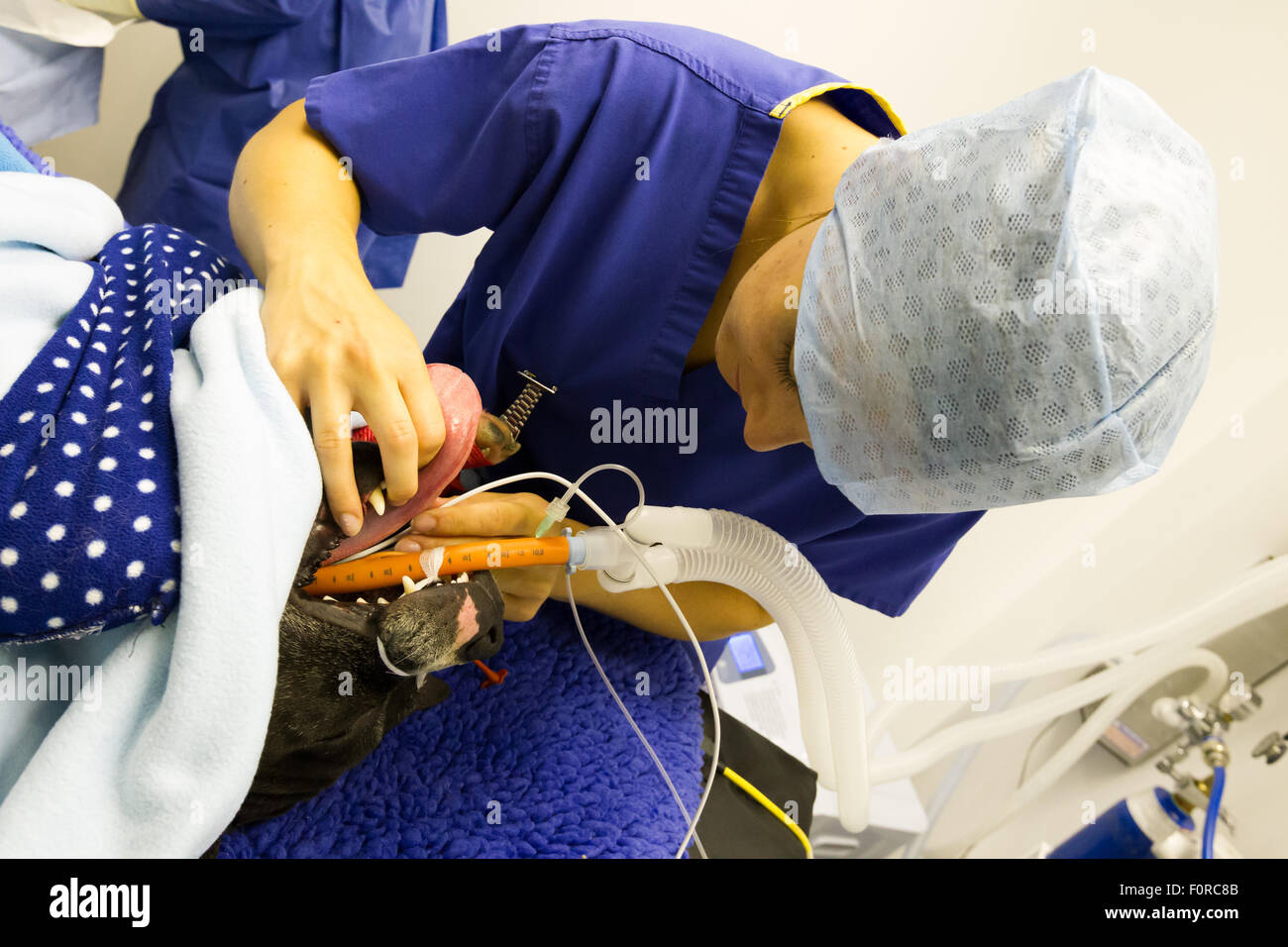 A veterinary nurse adjusts an endotracheal tube during surgery on a Staffordshire Bull Terrier. Stock Photo