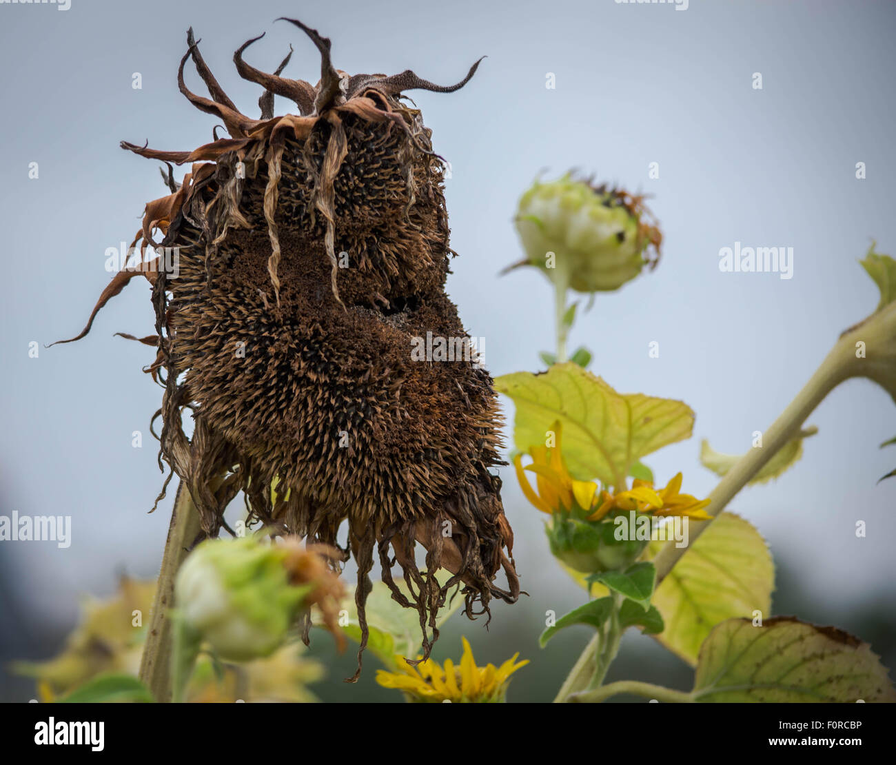 Dying plant hires stock photography and images Alamy