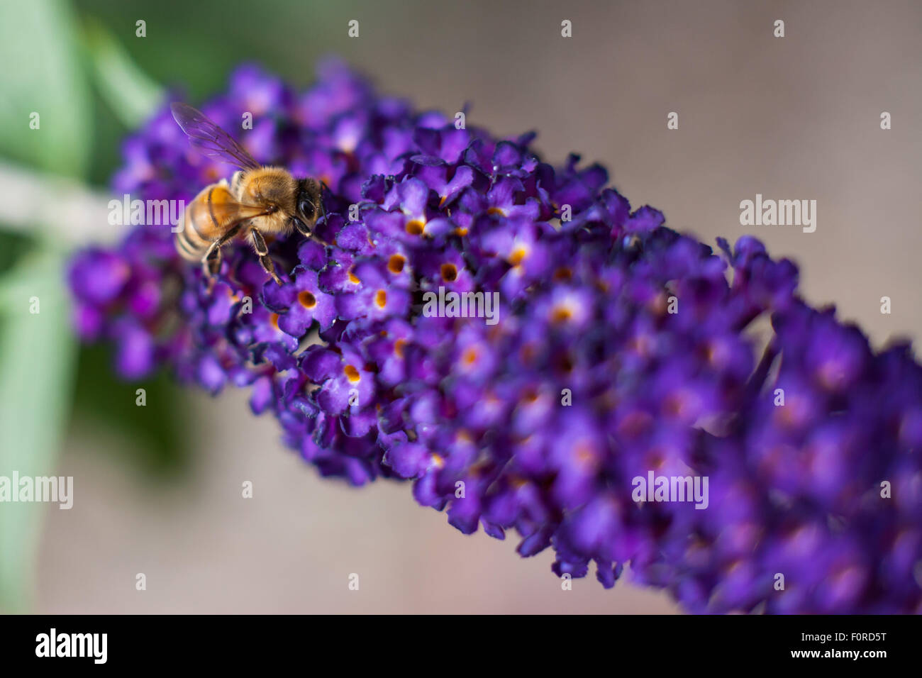 A bee on a Buddleia Stock Photo