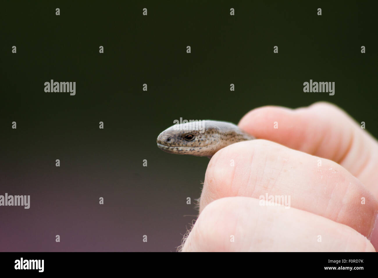 A man hold a slow worm. Stock Photo