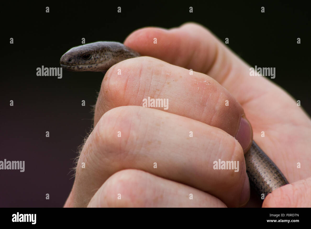 A man hold a slow worm. Stock Photo