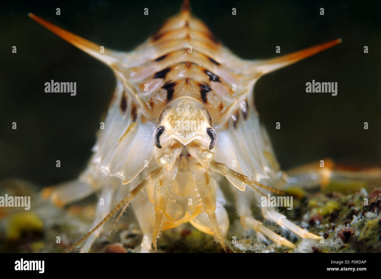 Lake Baikal, Siberia, Russia. 15th Oct, 2014. Acanthogammarus (Acanthogammarus lappaceus), Lake Baikal, Siberia, the Russia © Andrey Nekrasov/ZUMA Wire/ZUMAPRESS.com/Alamy Live News Stock Photo