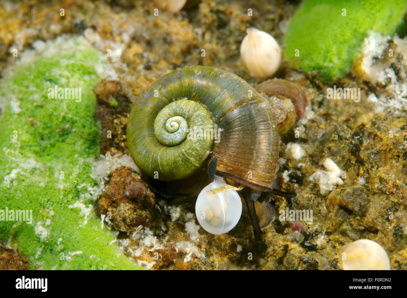 Lake Baikal, Siberia, Russia. 15th Oct, 2014. snail next to caviar