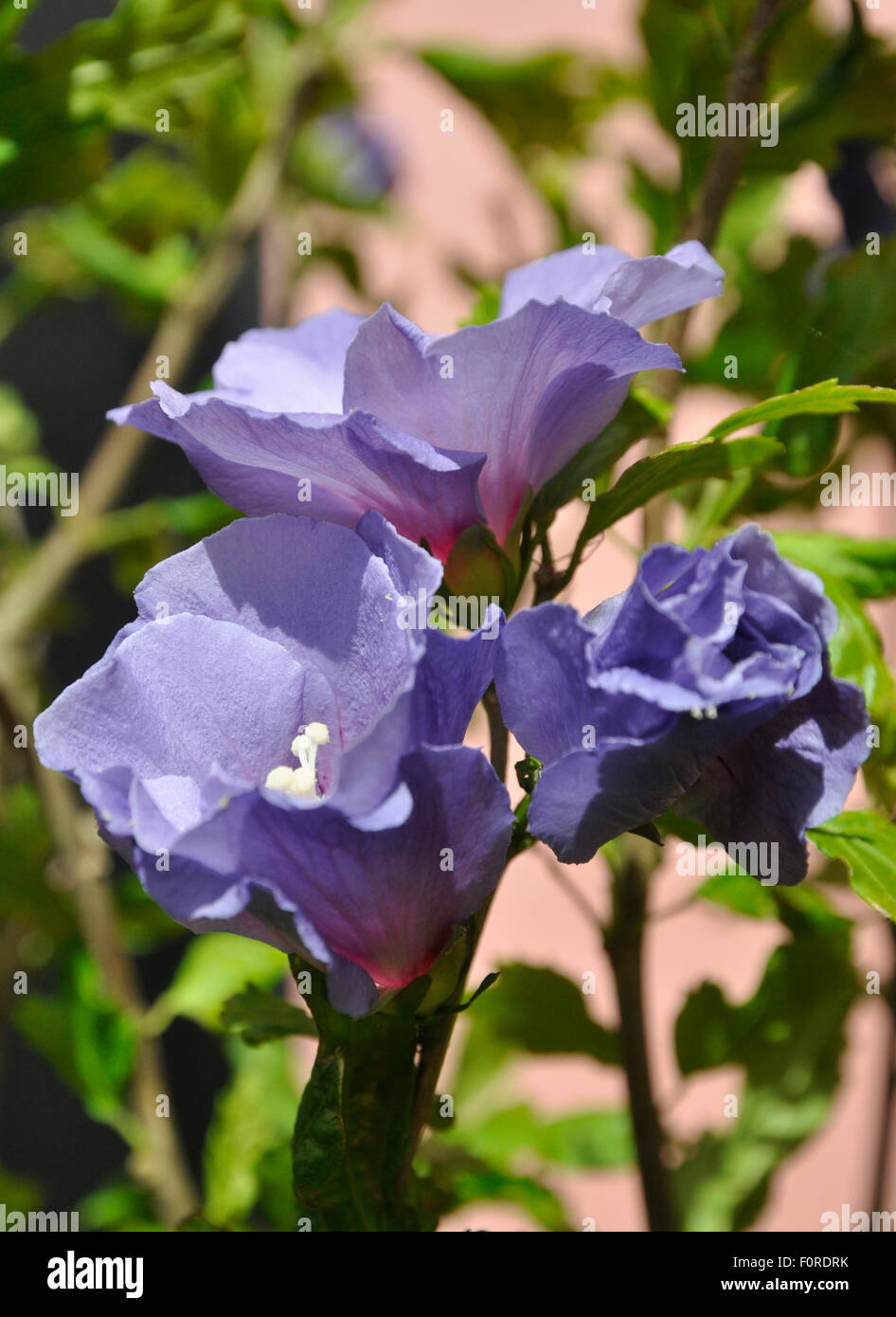 hibiscus flowers Stock Photo