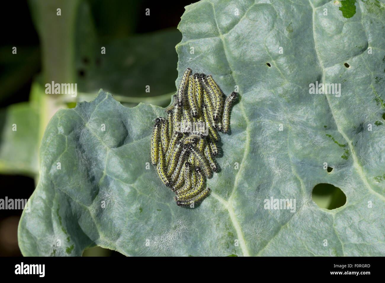 A cluster of small cabbage white caterpillars feeding on the leaf of Brussel Sprouts plant Stock Photo