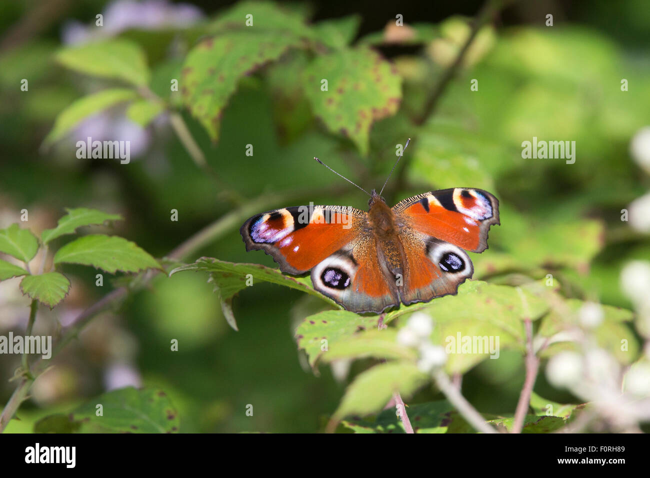 Peacock butterfly (Aglais io), resting on a bramble leaf, Marazion ...
