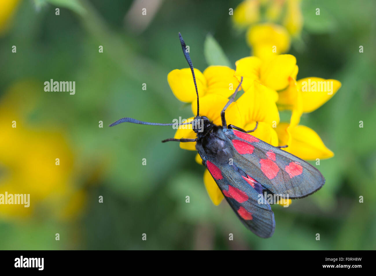 Five-spot Burnet Moth, (Zygaena trifolii), on Bird's-foot Trefoil ...