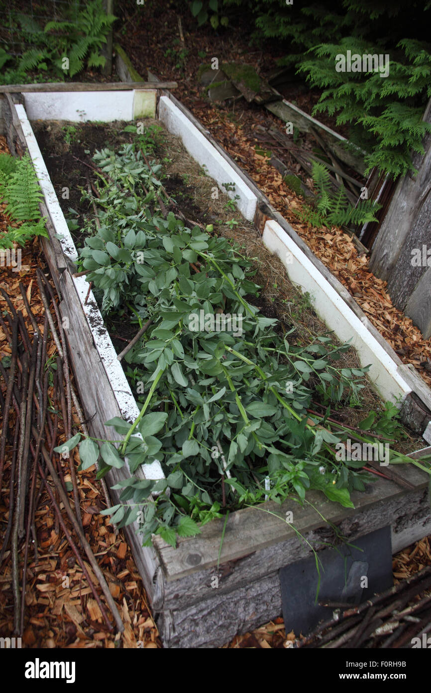 Vicia faba Broad bean clearing bed after harvesting Stock Photo