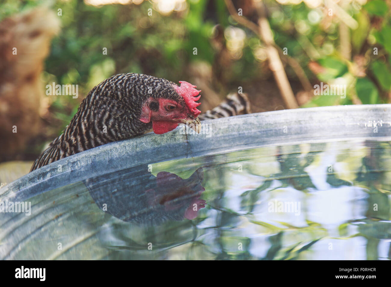 Chicken looking into water at reflection Stock Photo
