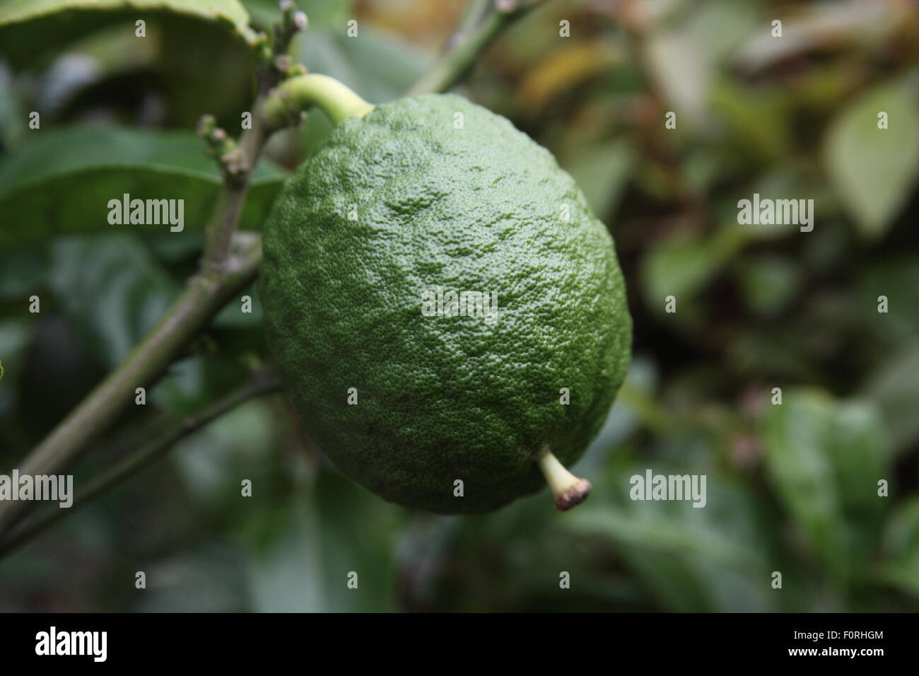 Citron 'Etrog' close up of flower Stock Photo