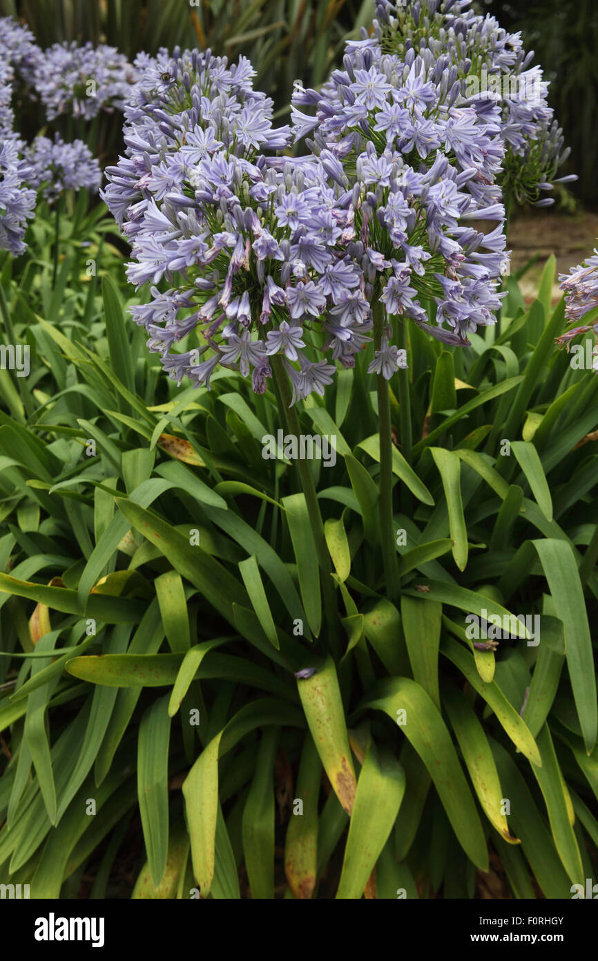 Agapanthus 'Loch Hope' plants in flower Stock Photo Alamy