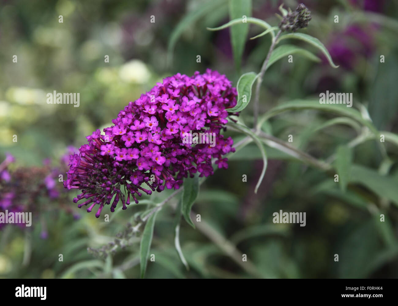 Amazon Com Butterfly Bush Seeds Buddleia Davidii Black Knight