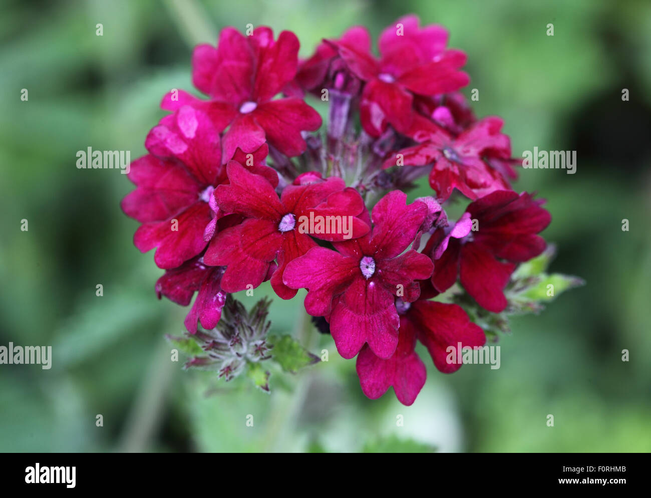 Verbena 'Claret' close up of flowers Stock Photo