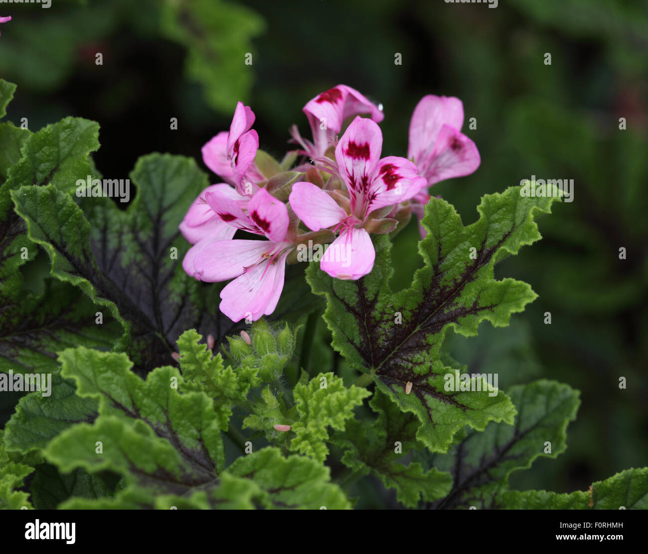 Pelargonium 'Royal Oak' close up of flower Stock Photo