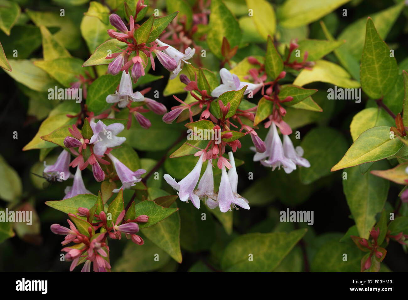 Abelia x grandiflora 'Francis Mason' plant in flower Stock Photo