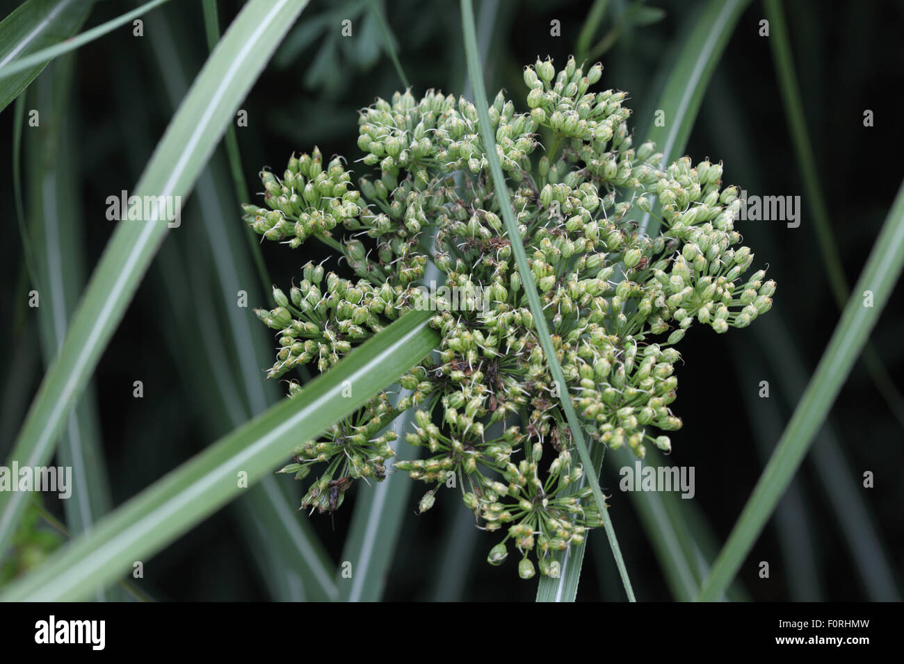 Cenolophium denudatum close up of plant Stock Photo