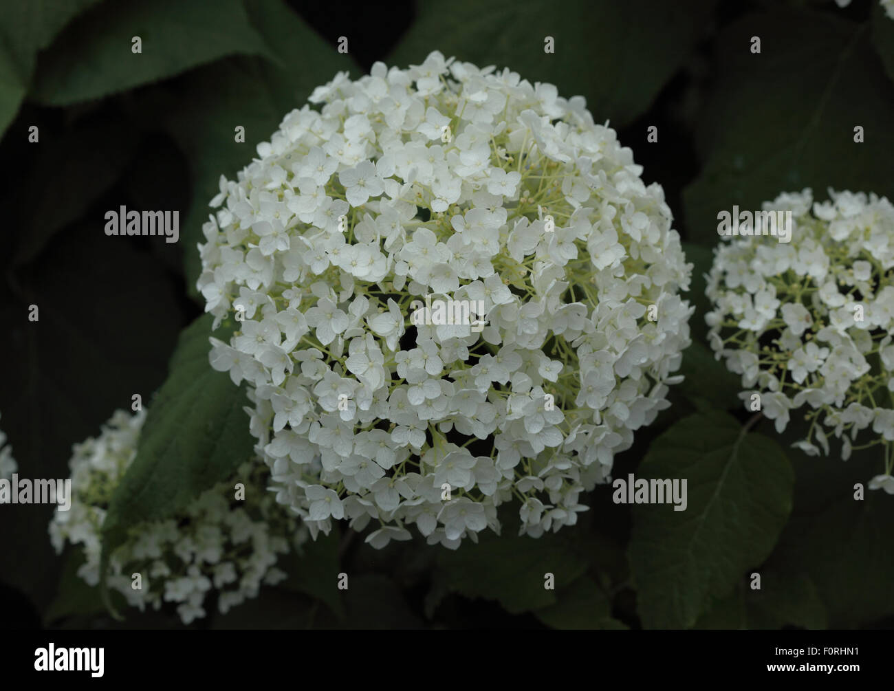 Hydrangea arborescens 'Annabelle' close up of flower Stock Photo
