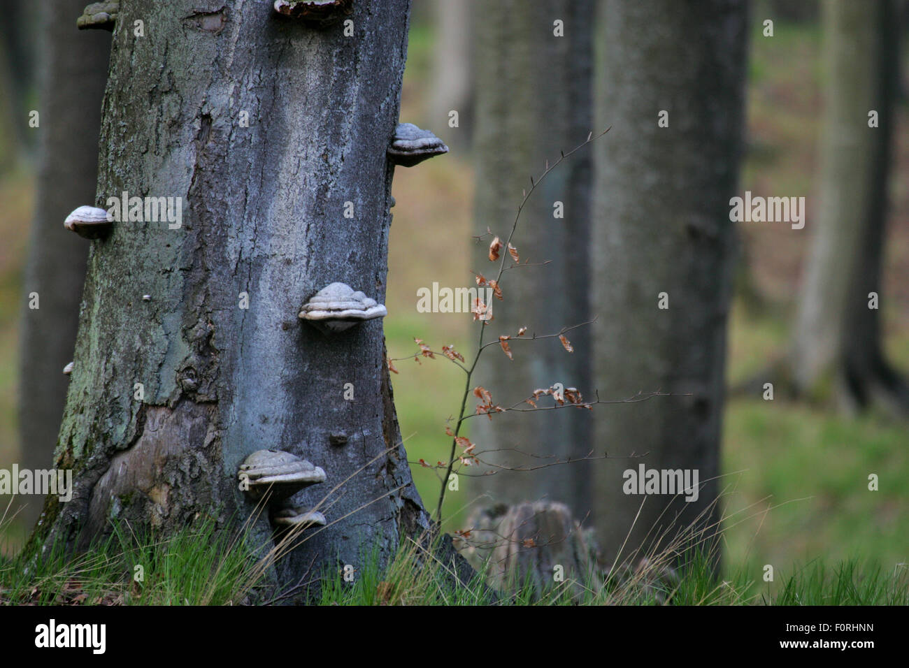 Carpathian Beech (Fagus) forest with bracket fungi. Bieszczady, Carpathian Mountains, Poland, April. Stock Photo