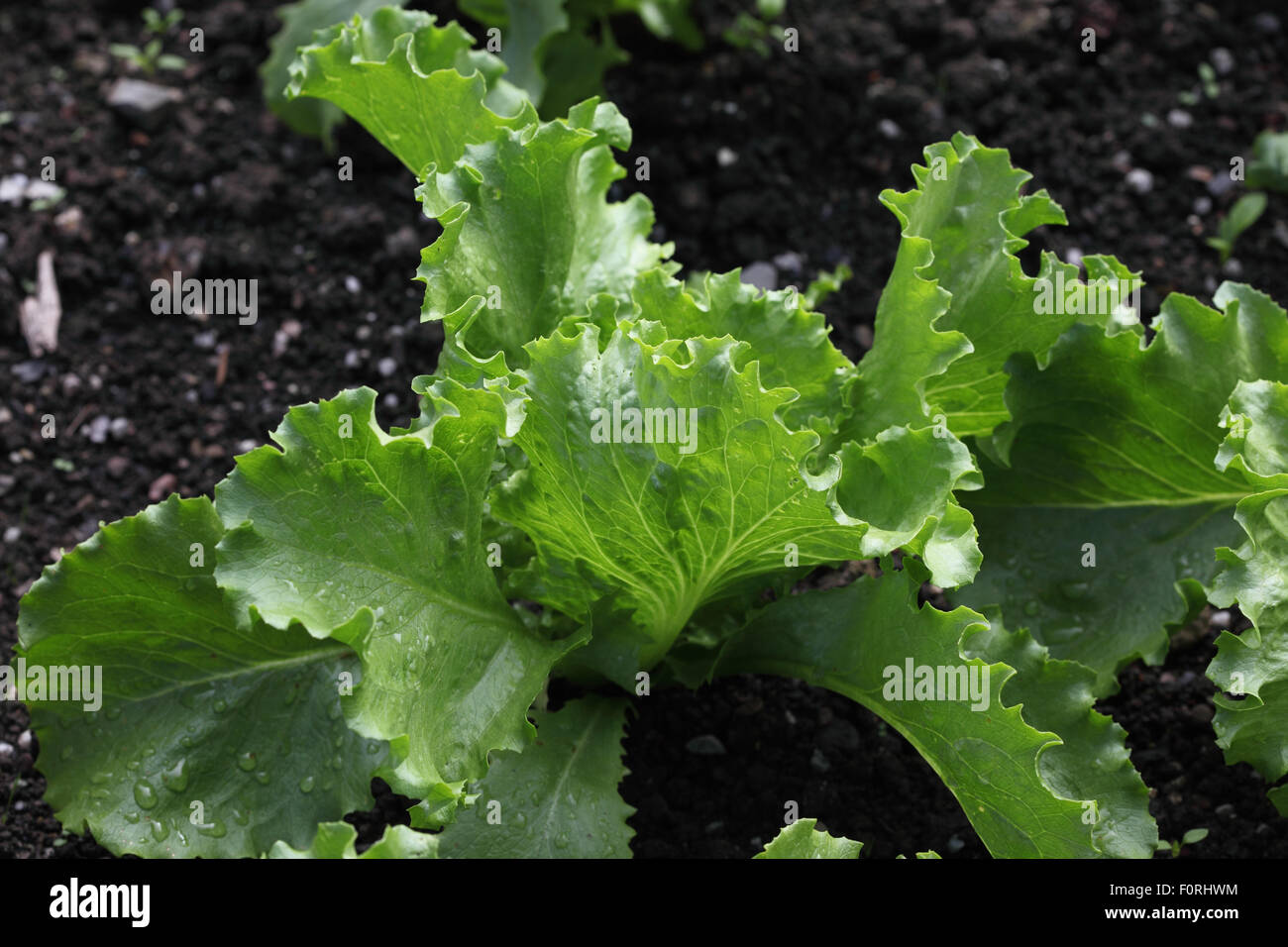 Lactuca sativa 'Lakeland' Lettuce close up of plant Stock Photo Alamy