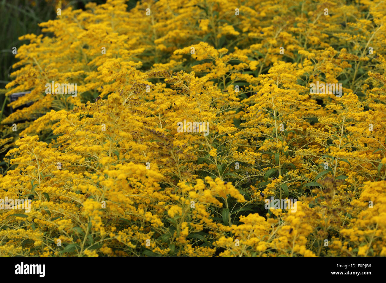 Solidago 'Goldenmosa'  plant in flower Stock Photo