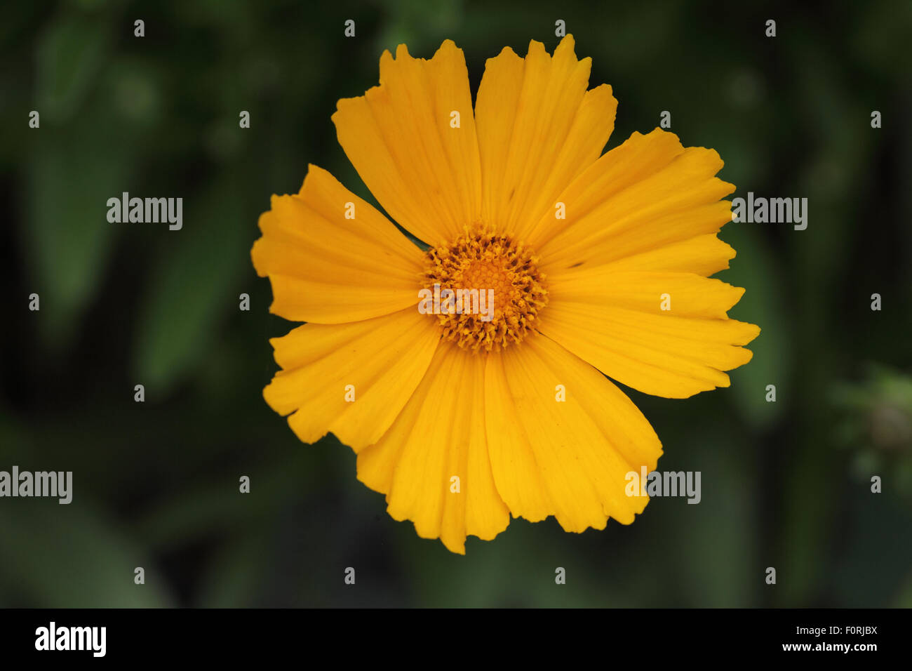Coreopsis 'Schnittgold' close up of flower Stock Photo