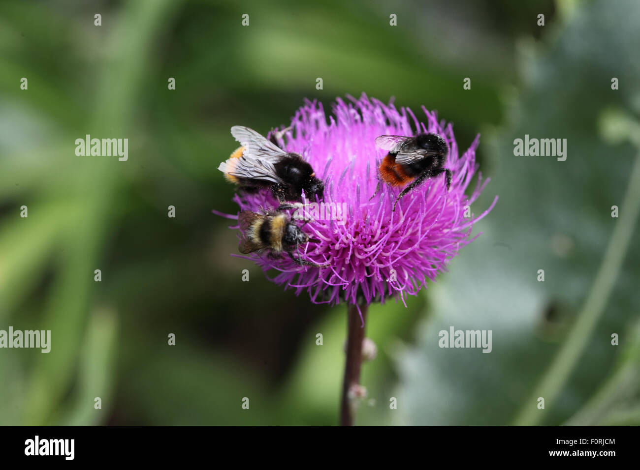 Bumblebees taking nectar from thistle flower Stock Photo