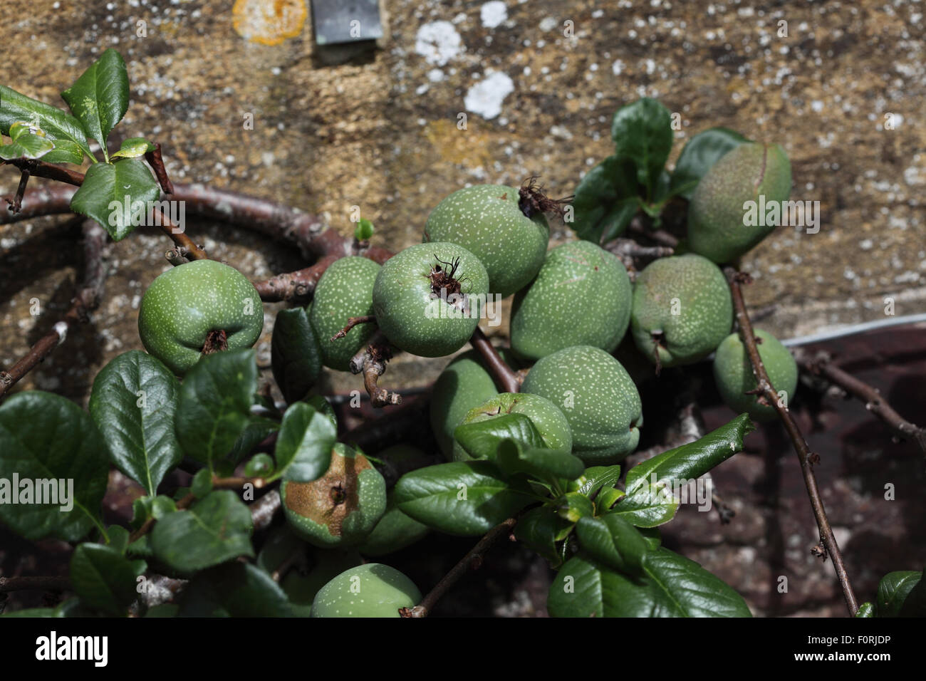 Chaenomeles x superba 'Rowallane' Quince close up of fruit Stock Photo