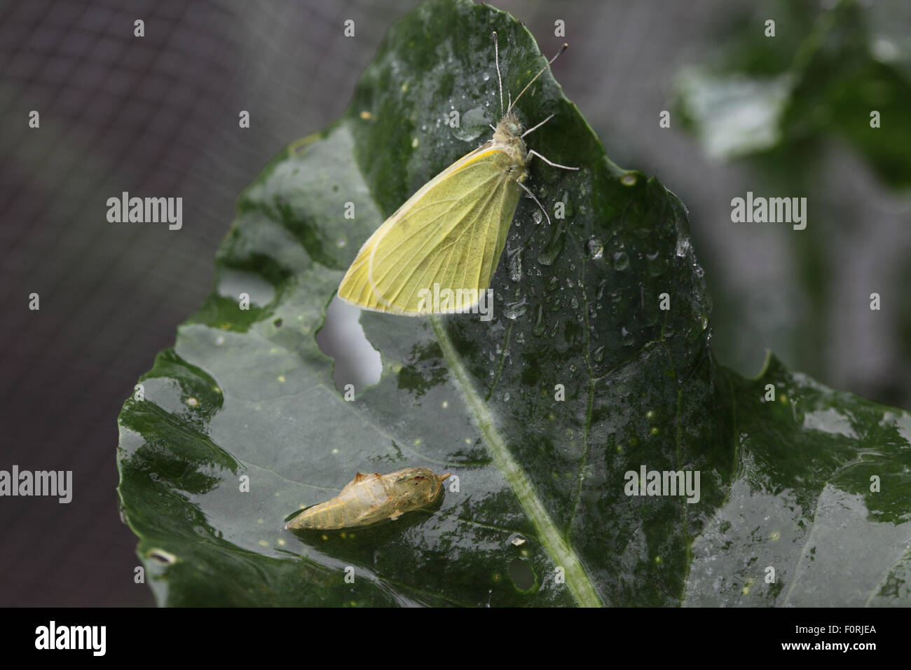Cabbage butterfly chrysalis hires stock photography and images Alamy