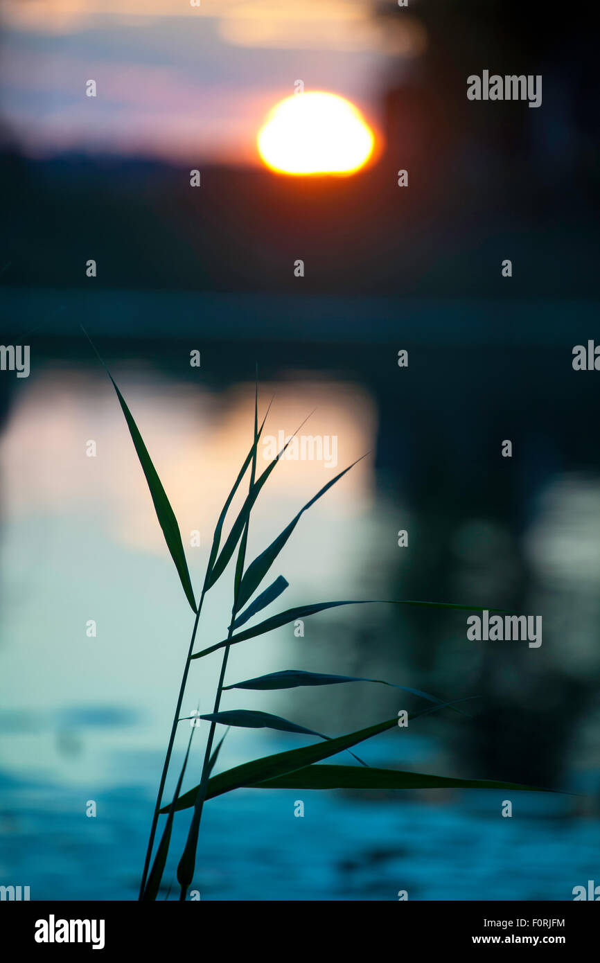 reed in sunset Stock Photo