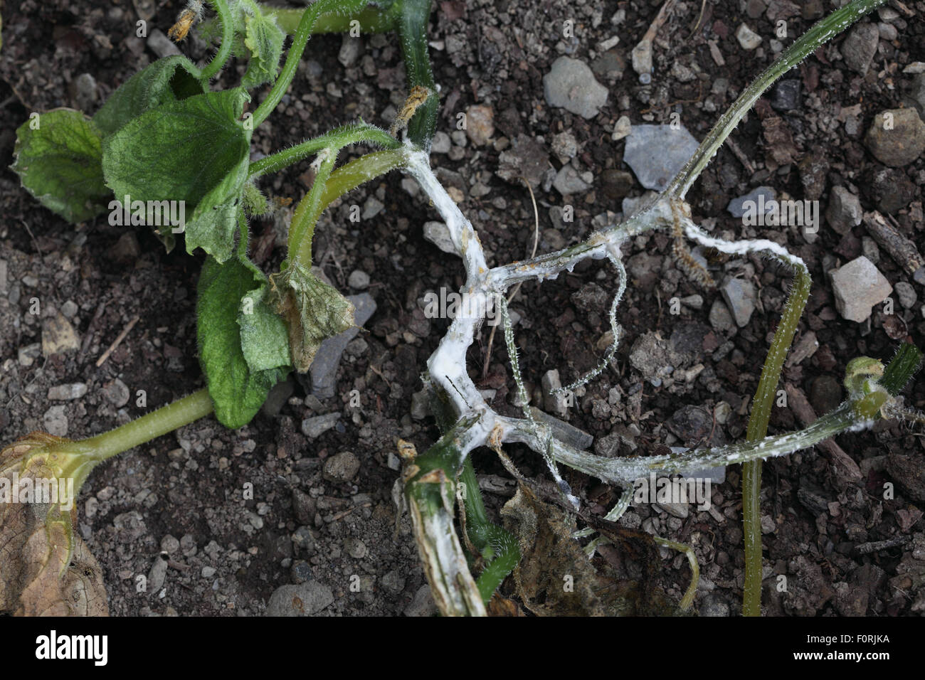 Didymella bryoniae Cucumber stem rot on cucumber Stock Photo