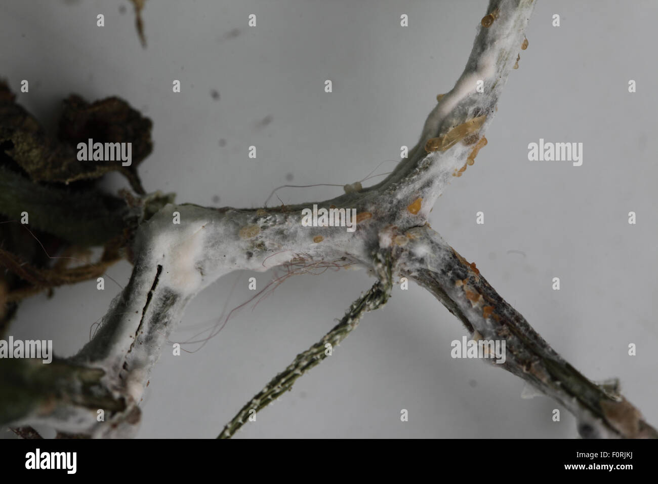 Didymella bryoniae Cucumber stem rot at advanced stage on cucumber stem Stock Photo