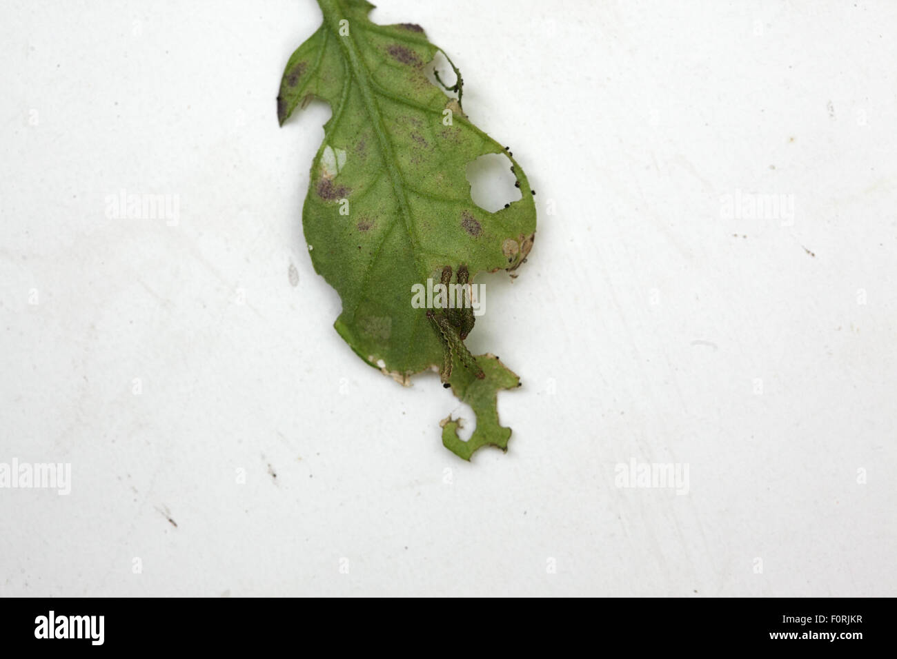 Lacanobia oleracea Bright line Brown eye Young caterpillars om Tomato leaf Stock Photo